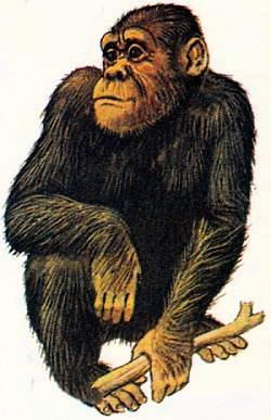Шимпанзе относятся к семейству человекообразных обезьян
